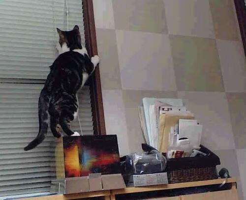 熊猫TV-国际连环自行车赛，速度、耐力与技巧的巅峰对决，自行车环球比赛