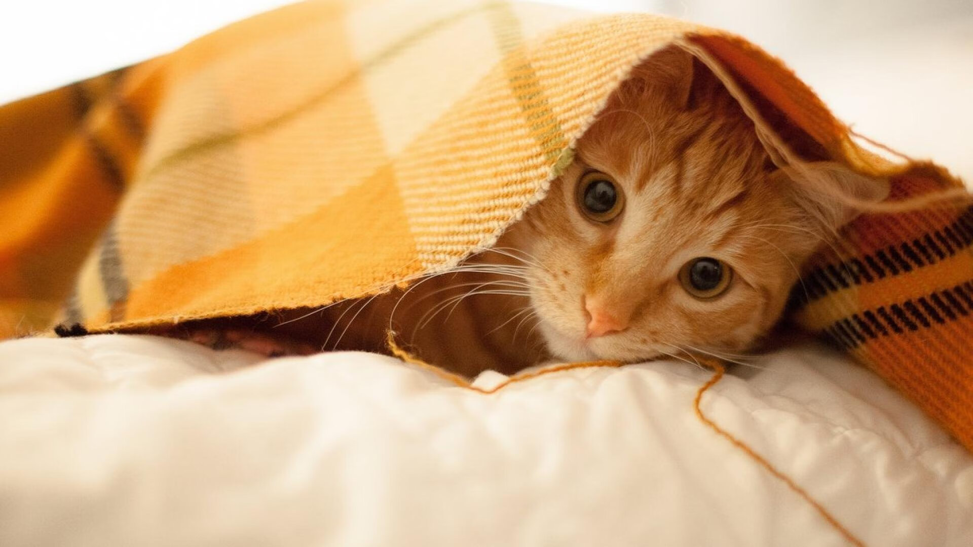 熊猫体育直播-缅因凯尔特人积极备战季后赛，凯米尔色的缅因猫贵吗