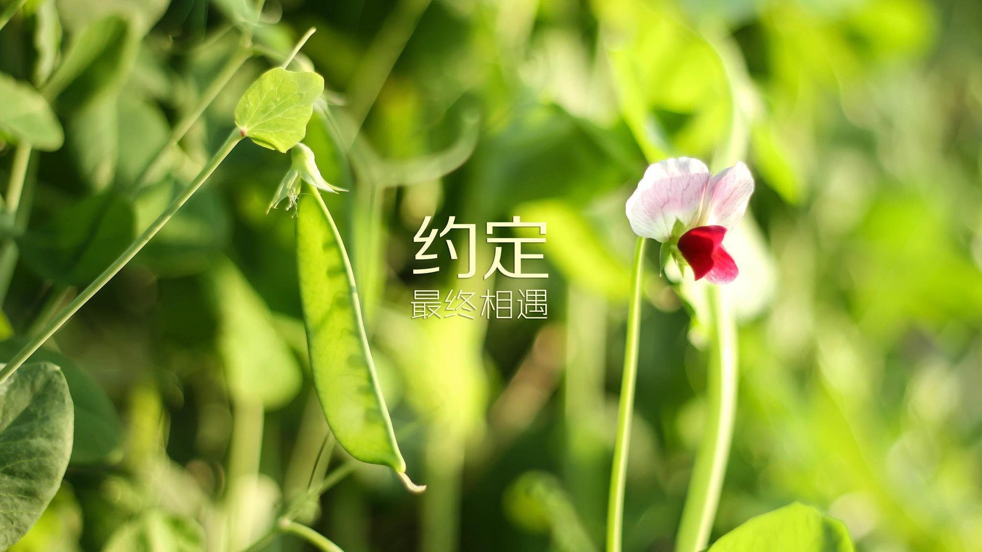 熊猫体育全站-西甲裁判吹罚尺度演变对比赛节奏的微观影响，足球裁判吹哨视频